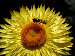 P9280213a.jpg
